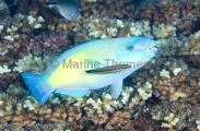 Bullethead Parrotfish (Scarus sordidus) Bullethead Parrotfish (Scarus sordidus)
