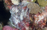 Mucous sack excreted by parrotfish during the night. The sack may protect the parrotfish from nocturnal predators by reducing it's scent permeating into the surrounding sea water. Mucous sack excreted by parrotfish during the night. The sack may protect the parrotfish from nocturnal predators by reducing it's scent permeating into the surrounding sea water.