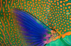 Bicolor Parrotfish (Cetoscarus bicolor)