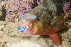 Bullethead Parrotfish (Scarus sordidus) Bullethead Parrotfish (Scarus sordidus)