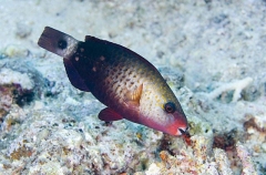Bullethead Parrotfish (Scarus sordidus) Bullethead Parrotfish (Scarus sordidus)
