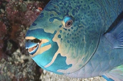 Minifin Parrotfish (Scarus altipinnis)