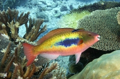 Forsten's Parrotfish (Scarus forsteni) Forsten's Parrotfish (Scarus forsteni)