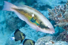 Forsten's Parrotfish (Scarus forsteni)