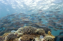 Persian Parrotfish (Scarus persicus)