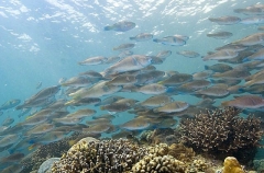 Persian Parrotfish (Scarus persicus)