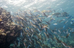 Persian Parrotfish (Scarus persicus)