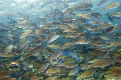 Persian Parrotfish (Scarus persicus)