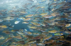 Persian Parrotfish (Scarus persicus)