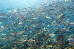 Persian Parrotfish (Scarus persicus)