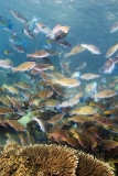 Persian Parrotfish (Scarus persicus) Persian Parrotfish (Scarus persicus)