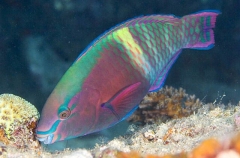 Schlegel's Parrotfish (Scarus schlegeli)