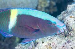 Schlegel's Parrotfish (Scarus schlegeli)