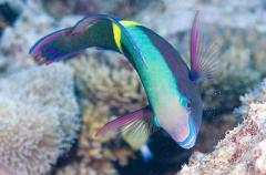 Schlegel's Parrotfish (Scarus schlegeli)