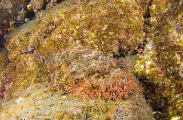 Stone Scorpionfish (Scorpaena plumieri mystes) Stone Scorpionfish (Scorpaena plumieri mystes)