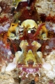 Papuan Scorpionfish (Scorpaenopsis papuensis) Papuan Scorpionfish (Scorpaenopsis papuensis)