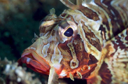 Blackfoot Firefish (Parapterois heterura) Blackfoot Firefish (Parapterois heterura)