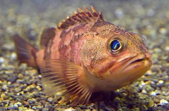 Oblong Rockfish (Sebastes oblongus) Oblong Rockfish (Sebastes oblongus)