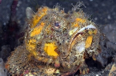 Papuan Scorpionfish (Scorpaenopsis papuensis)