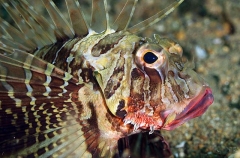 Blackfoot Firefish (Parapterois heterura) Blackfoot Firefish (Parapterois heterura)