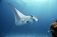 Manta Ray (Manta birostris)