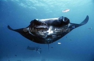 Manta Ray (Manta birostris) Manta Ray (Manta birostris)