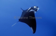 Manta Ray (Manta birostris) Manta Ray (Manta birostris)