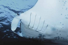 Manta Ray (Manta birostris)