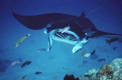 Manta Ray (Manta birostris) Manta Ray (Manta birostris)