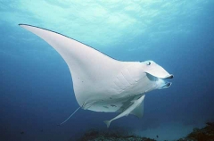 Manta Ray (Manta birostris)
