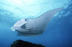 Manta Ray (Manta birostris) Manta Ray (Manta birostris)