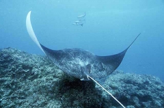 Manta Ray (Manta birostris)