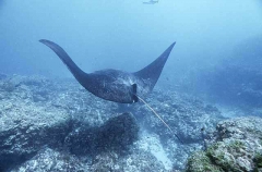 Manta Ray (Manta birostris)