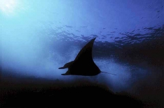 Manta Ray (Manta birostris) Manta Ray (Manta birostris)