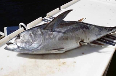 Yellowfin Tuna (Thunnus albacares) Yellowfin Tuna (Thunnus albacares)