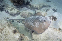 Eastern Shovelnose Stingaree (Trygonoptera imitata)