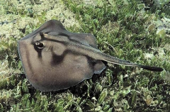 Banded Stingaree (Trygonoptera sp.)