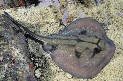 Banded Stingaree (Trygonoptera sp.)