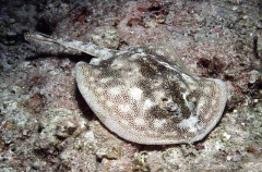Jamaican Stingaree (Urolophus Jamaicensis)