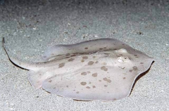 Chilean Stingaree (Urotrygon chilensis)