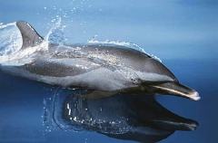 Pacific Spotted Dolphin (Stenella attenuata)