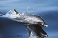 Pacific Spotted Dolphin (Stenella attenuata)