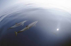 Pacific Spotted Dolphins (Stenella frontalis) Pacific Spotted Dolphins (Stenella frontalis)