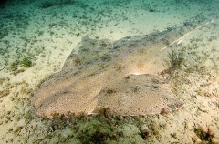 Pacific Angel Shark (Squatina californica) Pacific Angel Shark (Squatina californica)