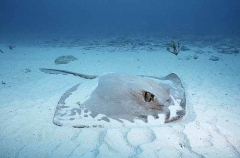 Cowtail Stingray (Pastinachus sephen)