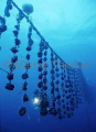 Pearl shells on harvesting ropes. Pearl shells on harvesting ropes.