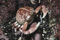 Purple Globe Crab (Randallia ornata) Purple Globe Crab (Randallia ornata)