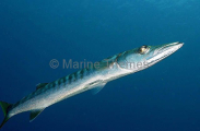 Yellowtail Barracuda (Sphyraena flavicauda) Yellowtail Barracuda (Sphyraena flavicauda)
