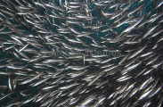 Yellowtail Barracuda (Sphyraena flavicauda)