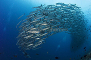 Pickhandle Barracuda (Sphyraena jello) Pickhandle Barracuda (Sphyraena jello)